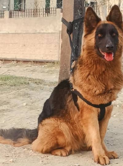 German Shepherd long coated female sale
