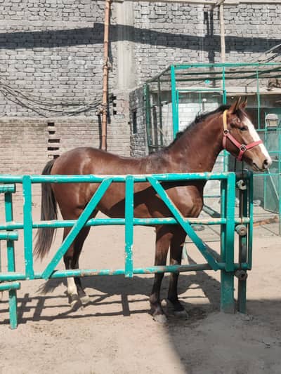 Kumait wachera for sale umer 20 month hieght 60 inch puri