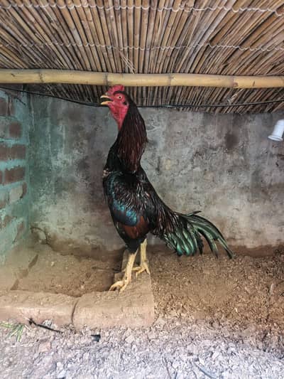 Top Quality Aseels breeder or patha