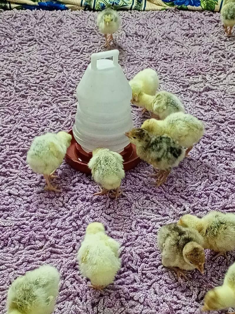 Turkey Chicks 1