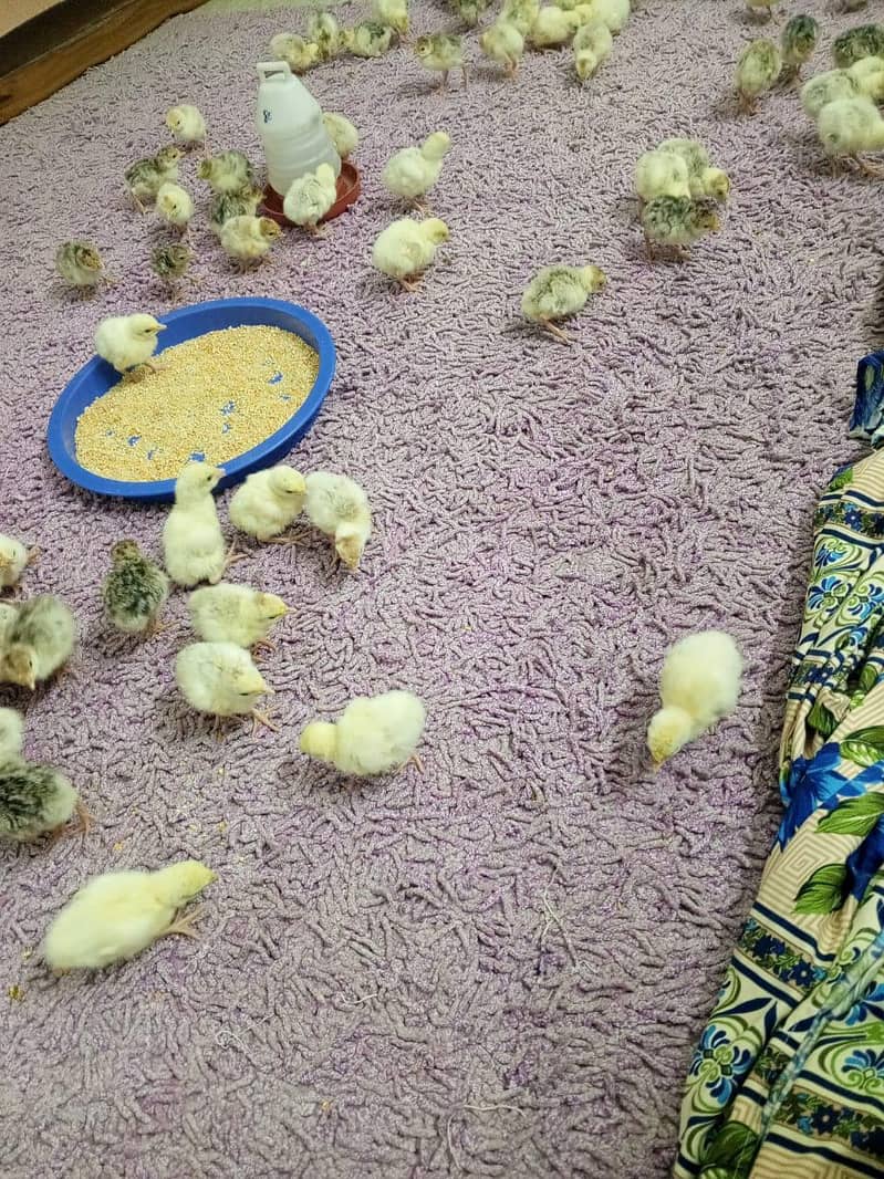 Turkey Chicks 2