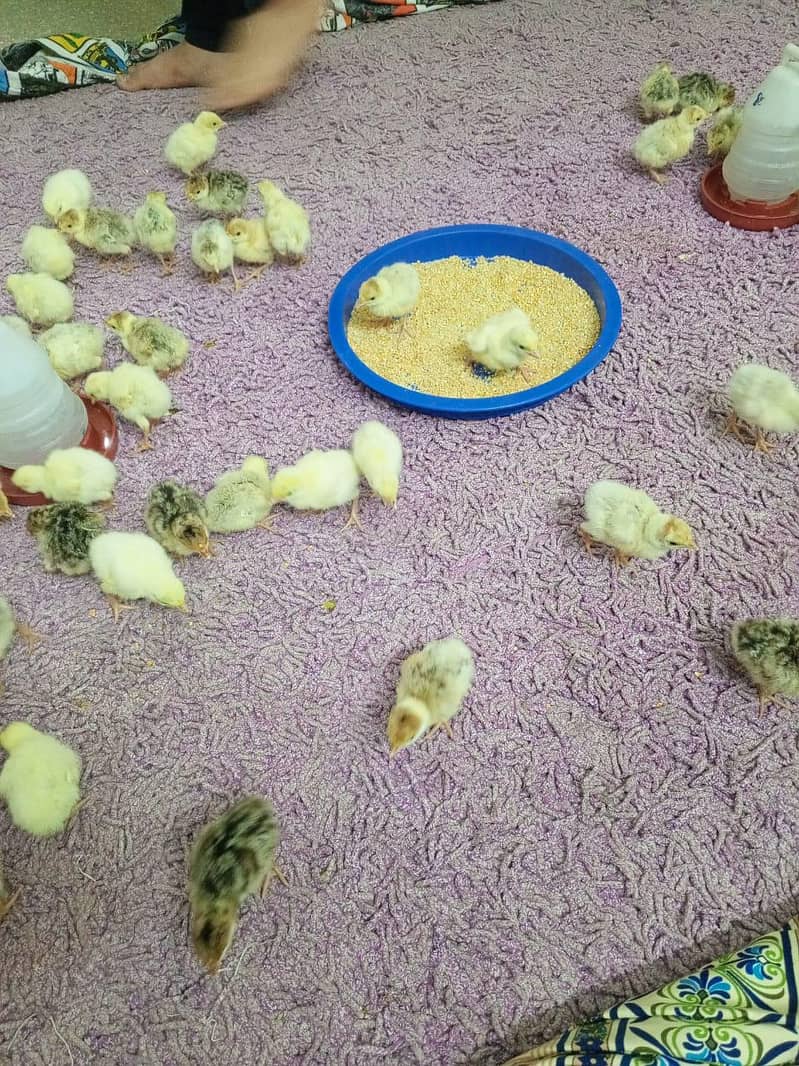 Turkey Chicks 3