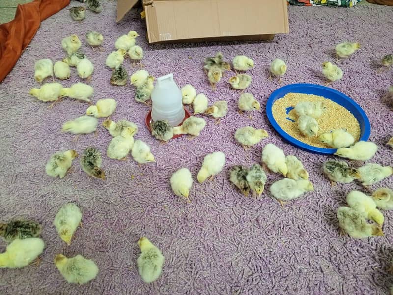 Turkey Chicks 4