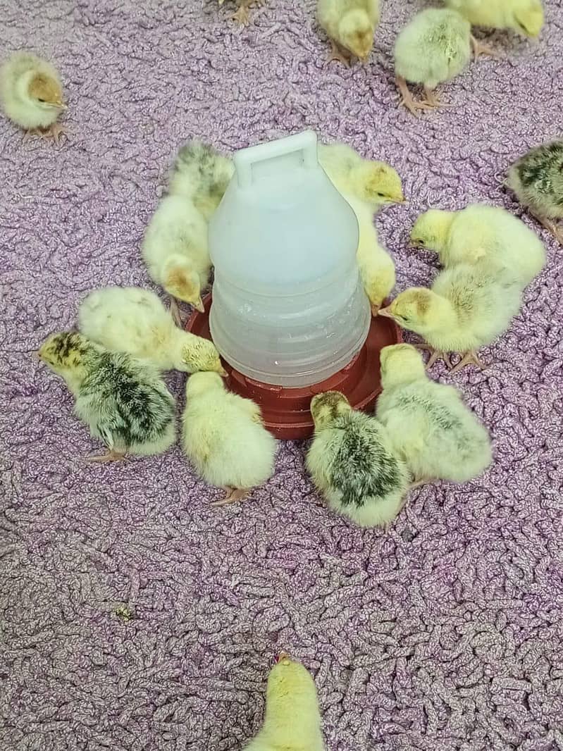 Turkey Chicks 5