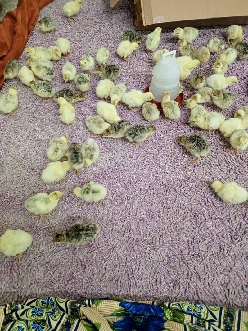 Turkey Chicks 6