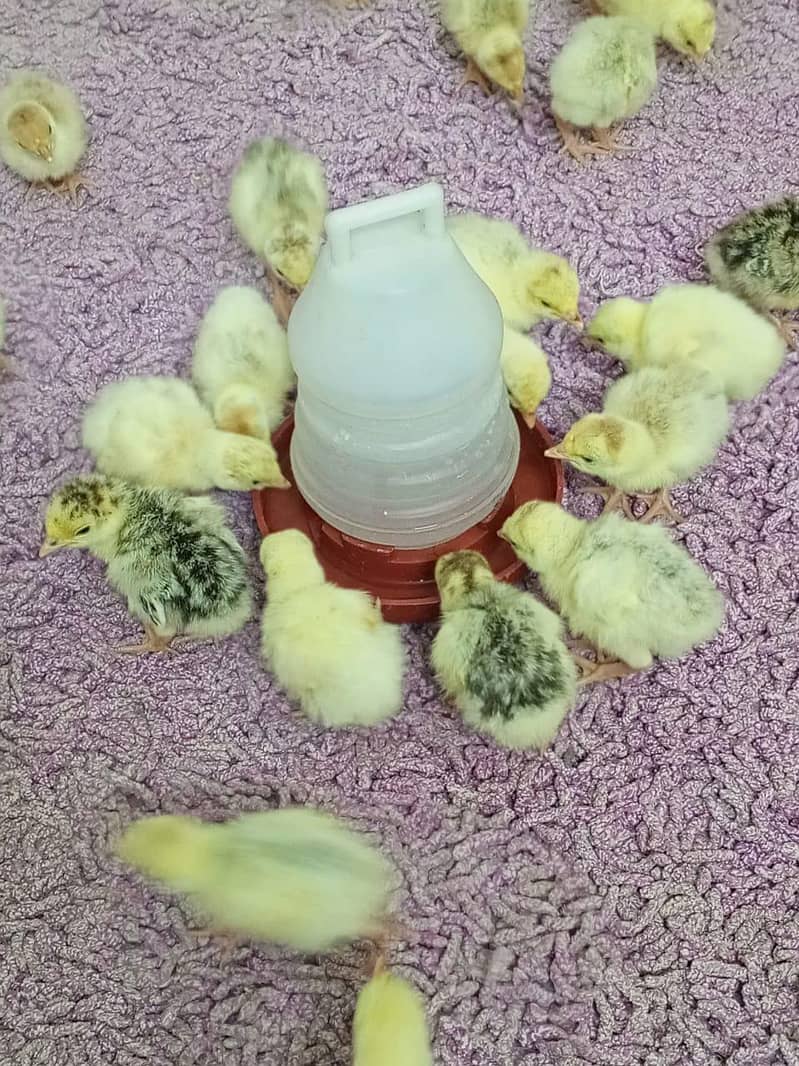 Turkey Chicks 7