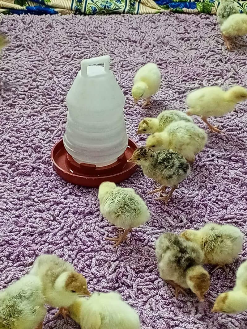 Turkey Chicks 8