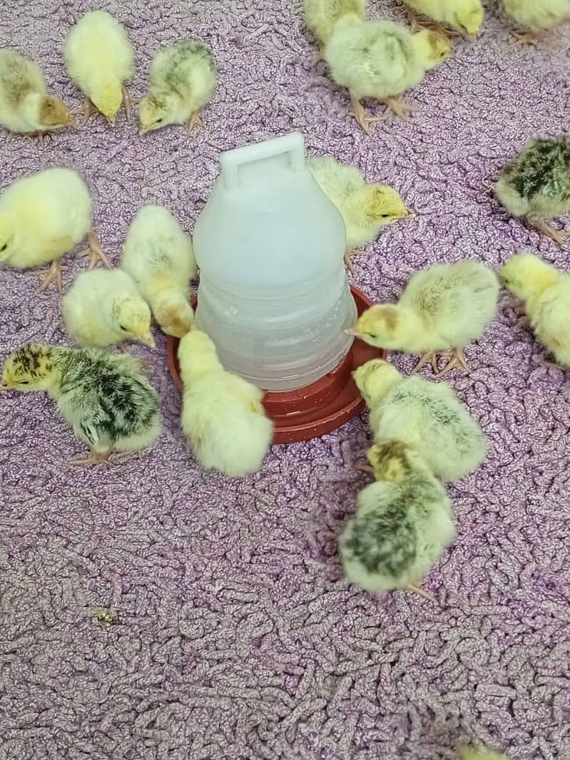 Turkey Chicks 10