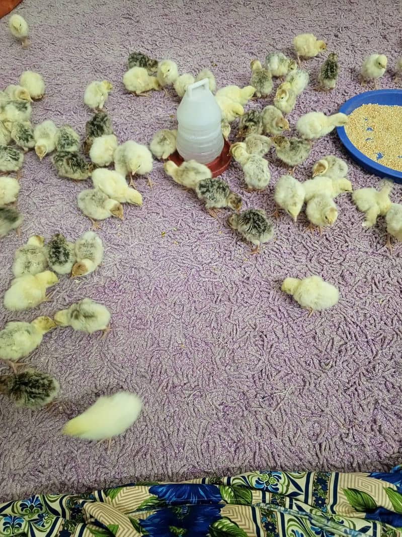 Turkey Chicks 11