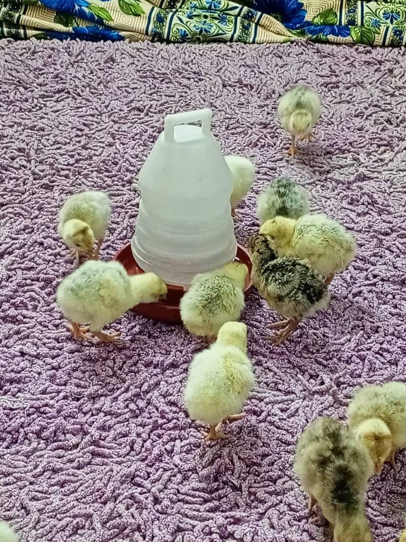 Turkey Chicks 12