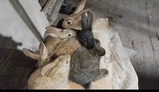 flamish bunnys top quality