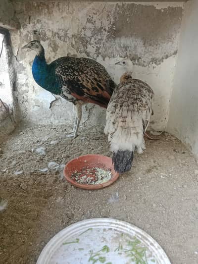 Blue sholder male and female hand tame Urgent for sale