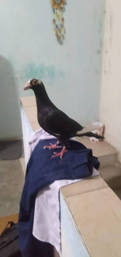 high quality black tiger breedar  male for sale