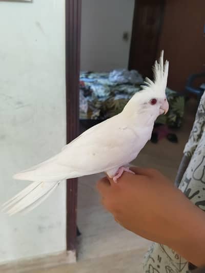 white red eyes Eno hand tamed chicks