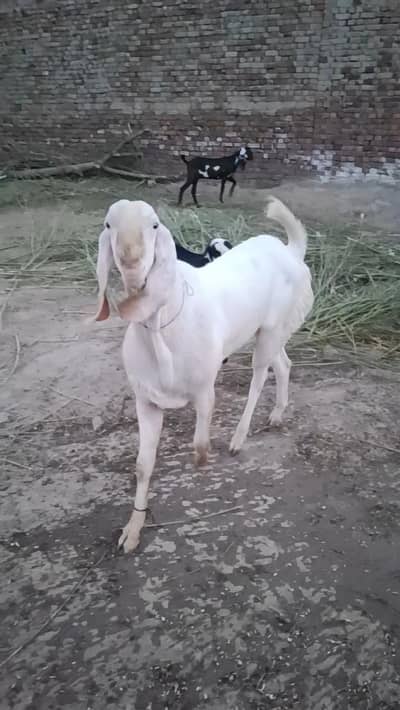 pur rajan puri Baridar