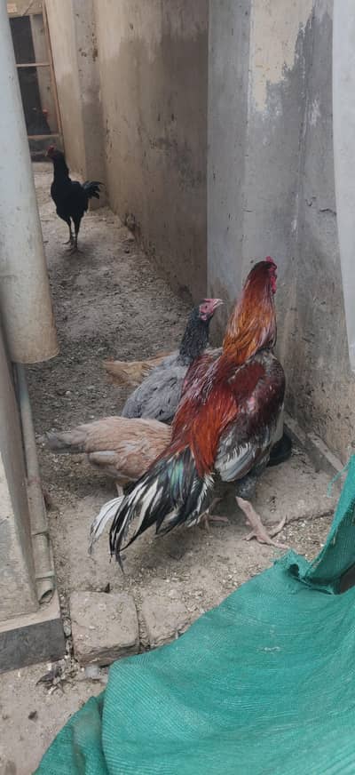 pure Australorp and aseel