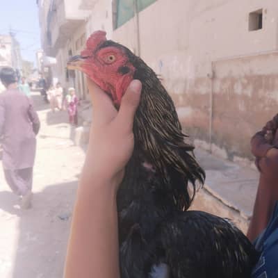 black jawa mianwali pure