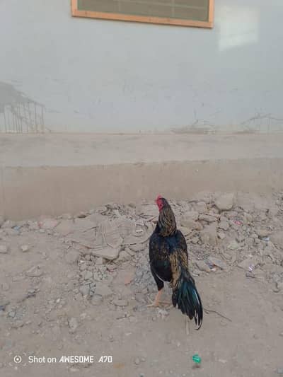 black jawa mianwali pure