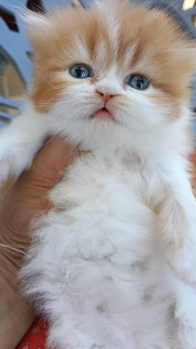 Masha Allah high quality heavy coated kitten