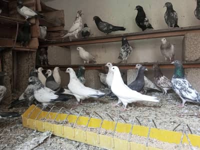 Mixe pigen ke buche han