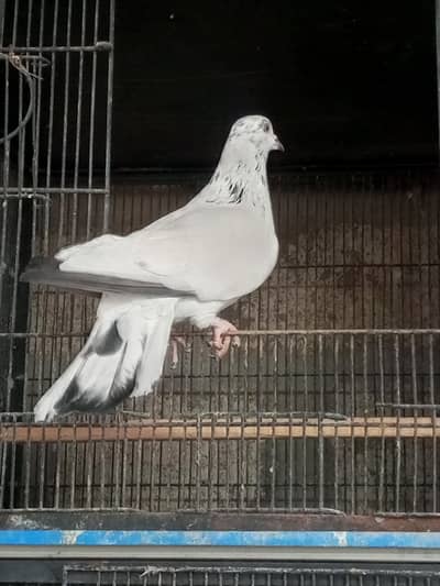 Mixe pigen ke buche han