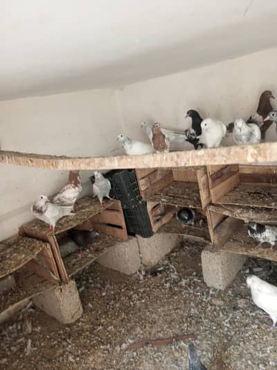 Mixe pigen ke buche han