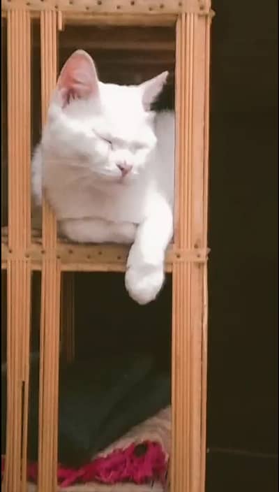 Male Litter-Trained Cat for Adoption – Tuffy (8–9 Months Old)