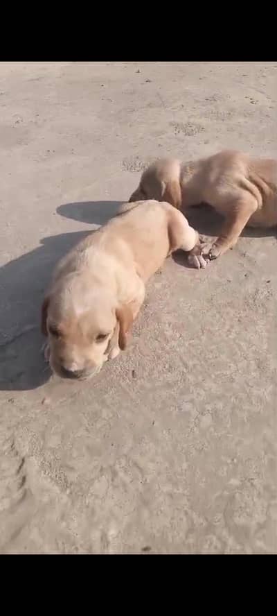 panter dog female papies