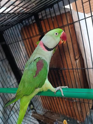 Raw parrots breeding pair