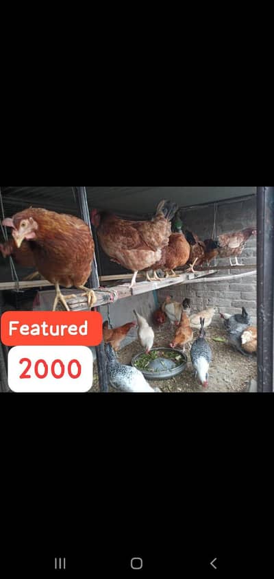 golden misri/ lohmann brown