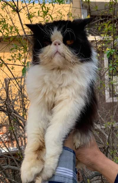 Persian Male cat  | Piki CFA Cat For Matting |