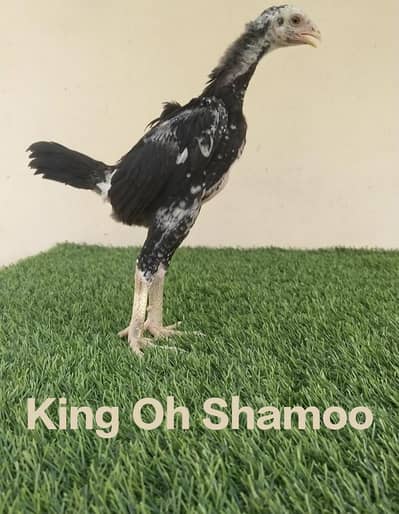 Shamo | Shamo Aseel | Aseel Thi chicks | King Shamo| Shamo Chicks |Thi