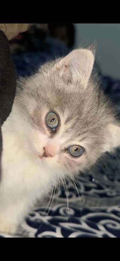 Grey n white persian cat