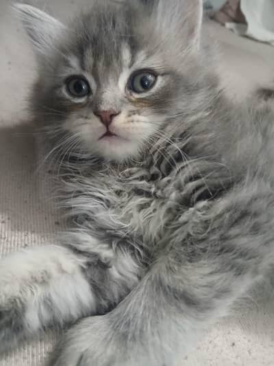 Pure pErsian kittens