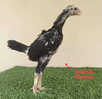 Shamo | Shamo Aseel | Aseel Thi chicks | King Shamo| Shamo Chicks |Thi
