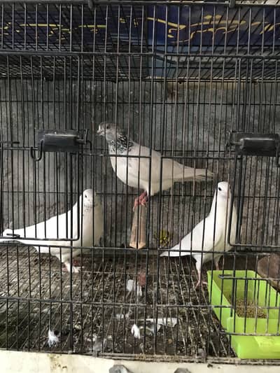 Pigeons for sale
