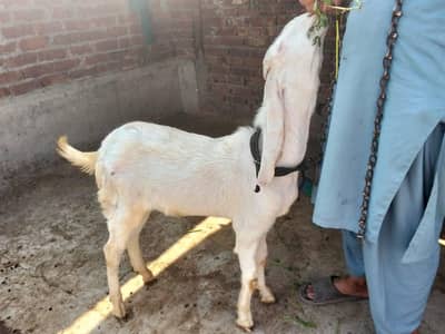 Rajanpuri Bakra double head achy hight full active