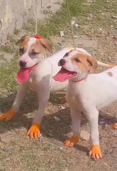 pure bully gultair male female dubble body healthy and active for sale