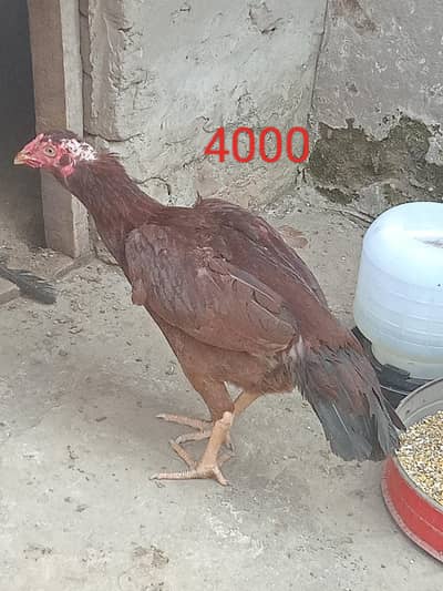 Healthy and Active urgent sell 03032507611