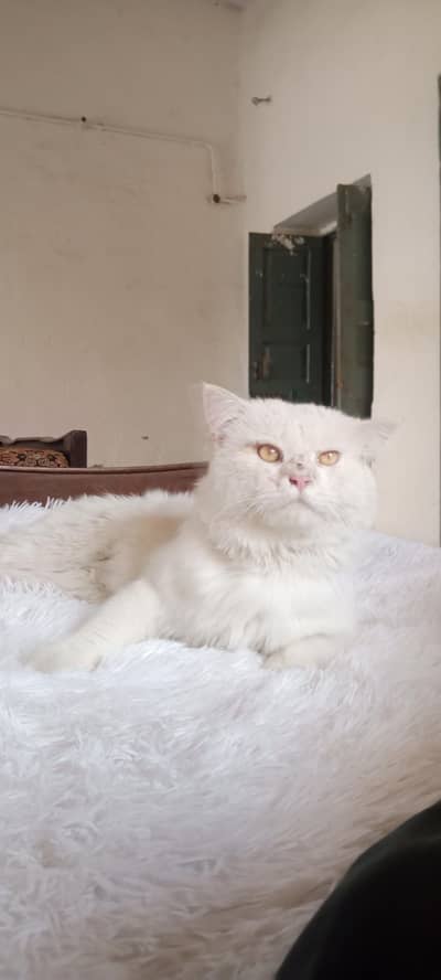 triple cout ,  adult    ,  orange eyes 