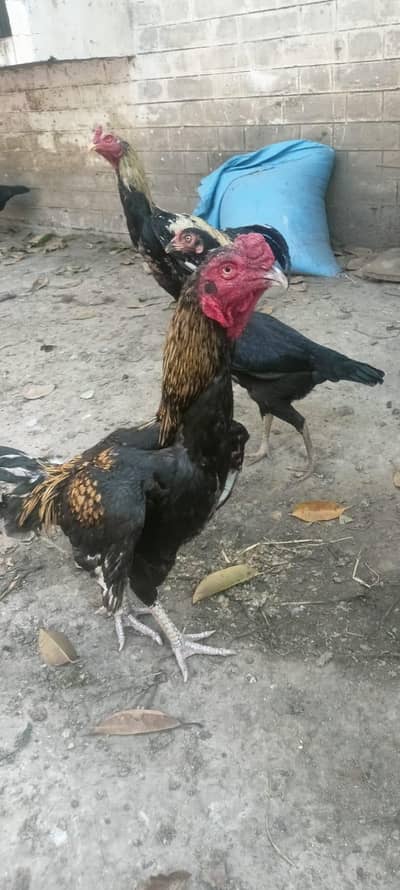 asell murgian healthy and active