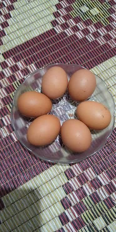 lohman brown fertile eggs