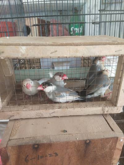 java lovebird pigeon