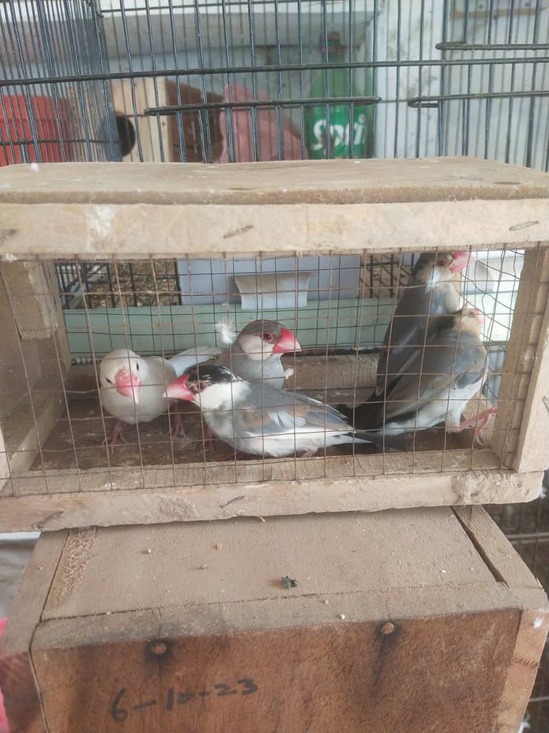 java lovebird pigeon 1