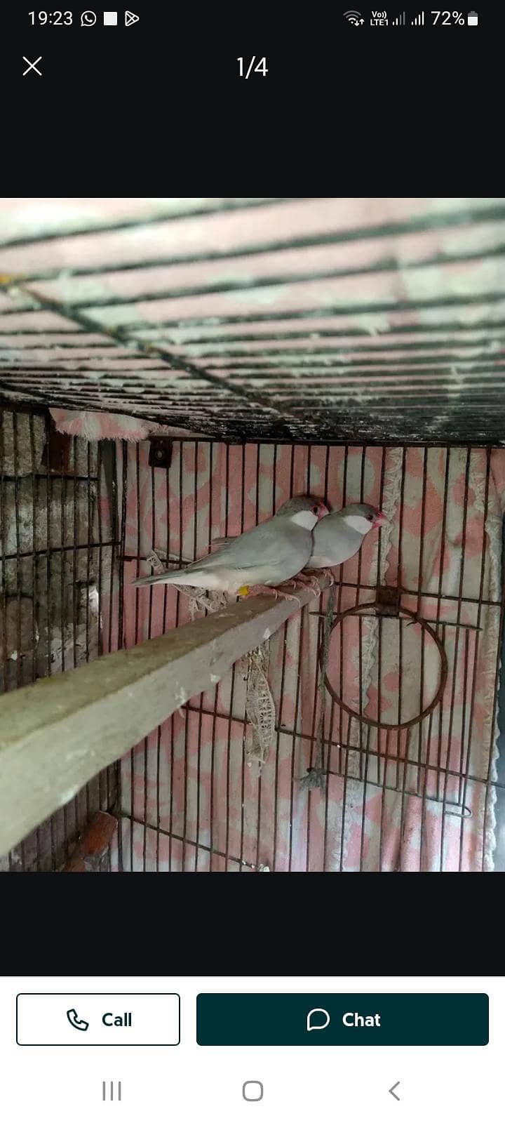 java lovebird pigeon 2