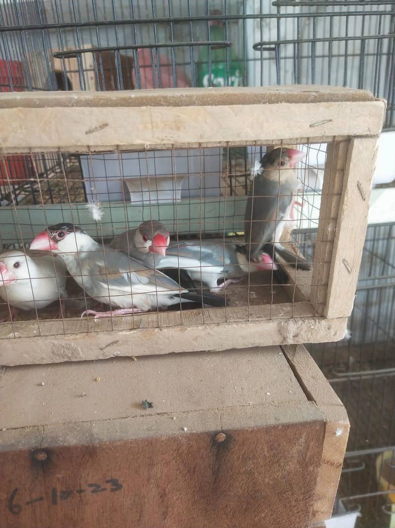 java lovebird pigeon 3