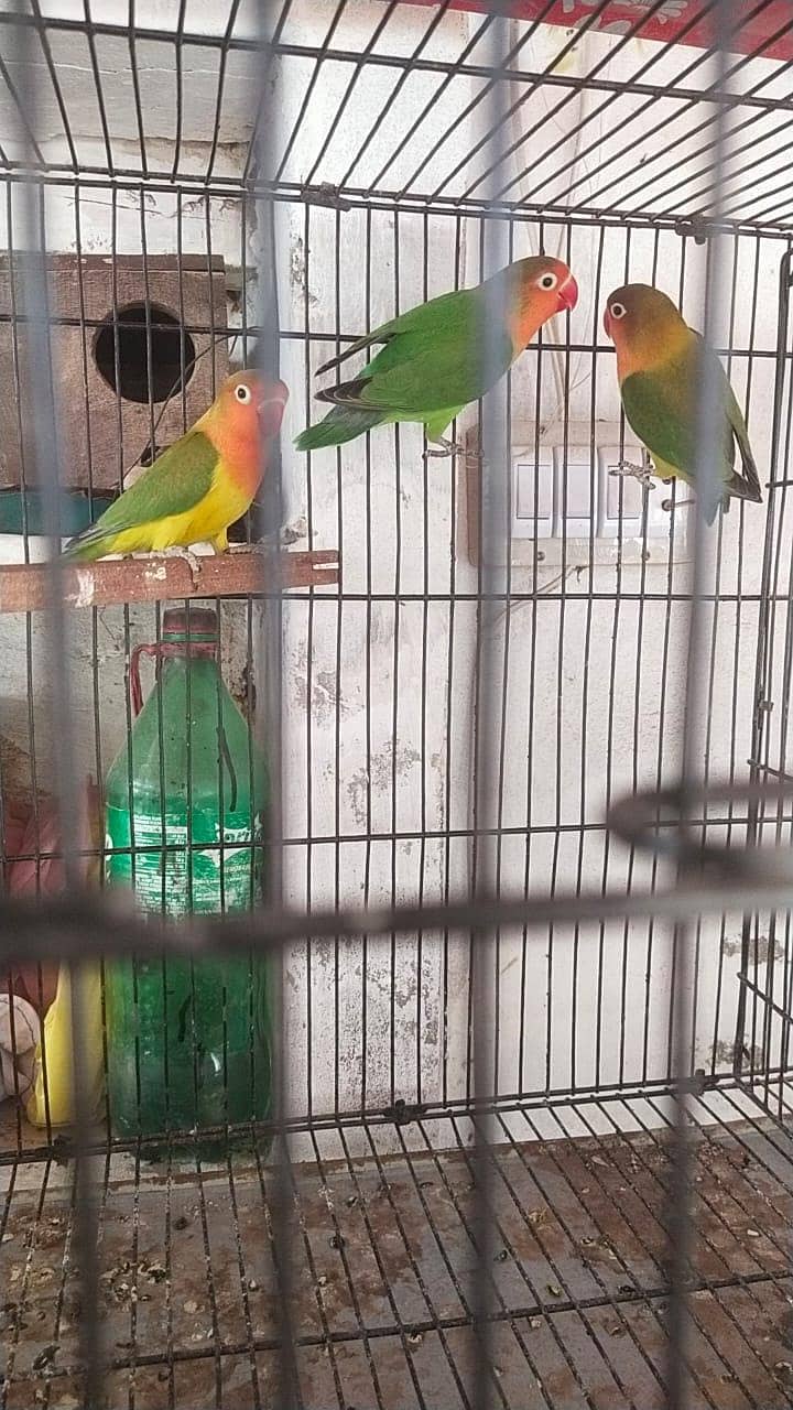 java lovebird pigeon 4