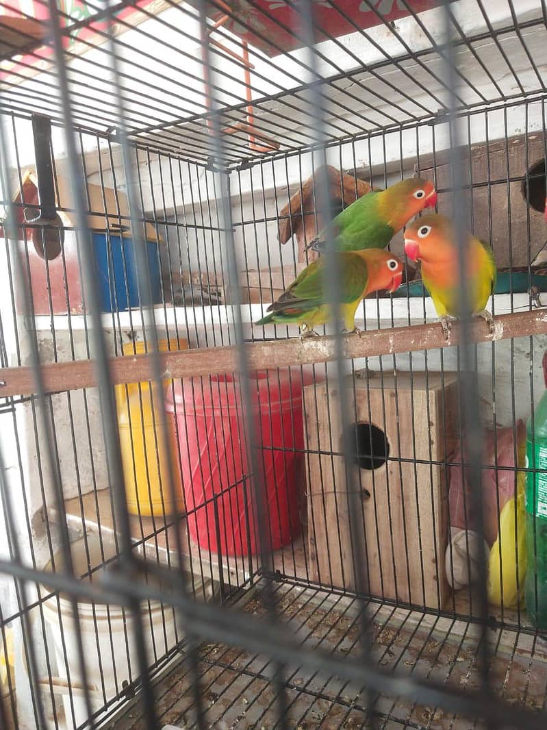 java lovebird pigeon 7