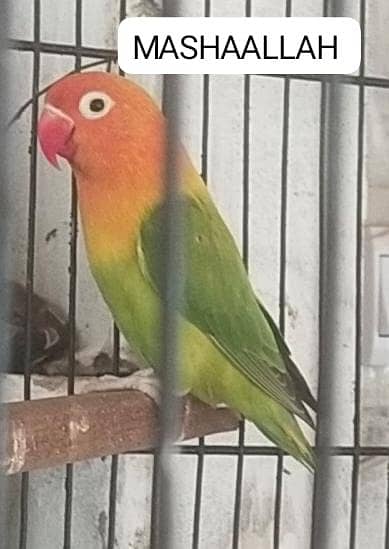 java lovebird pigeon 8