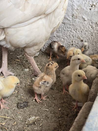 Aseel chicks for Sale